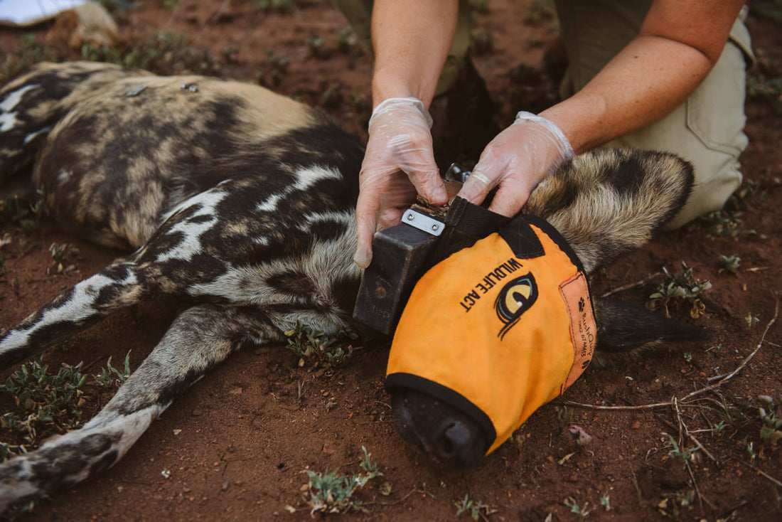 GPS Tracking For Wildlife