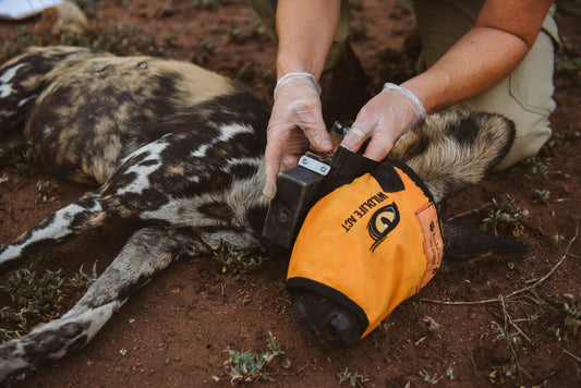 GPS Wildlife Tracking